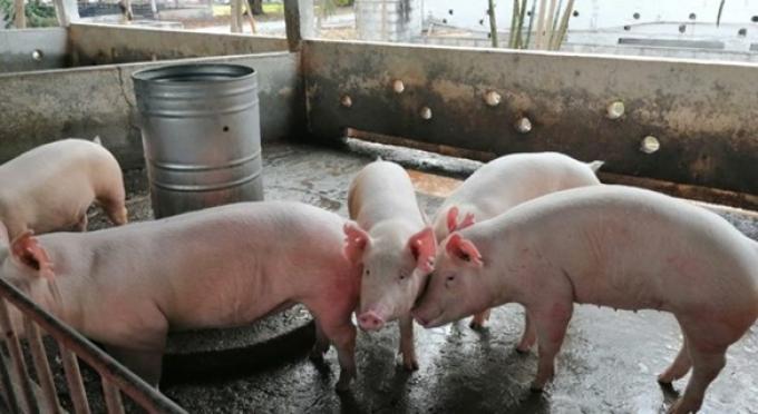 Cadena porcina: sin competividad la actividad está en riesgo