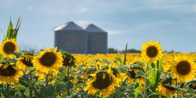 Los precios del girasol en plena cosecha norteña se mantienen firmes y el cultivo 