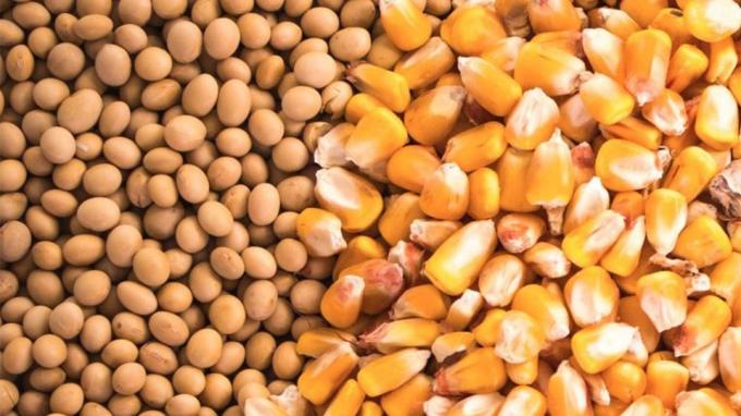 Señales alentadoras en el campo la soja y el maíz recuperan poder de compra y renuevan expectativas