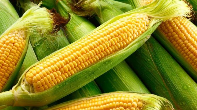 Vuelven a subir la proyección de maíz y el récord de cosecha es aún mayor