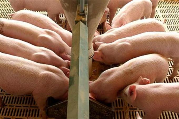 Tiempos de crecimiento para las proteínas animales