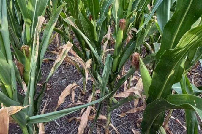 Mientras se habla de un récord nacional con el maíz, en el sur cordobés falta agua y el cereal pierde rinde