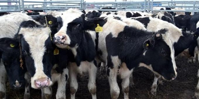 La producción de leche creció fuerte en 2025, casi un 10%, y volvería a aumentar en 2026 aunque de modo más moderada