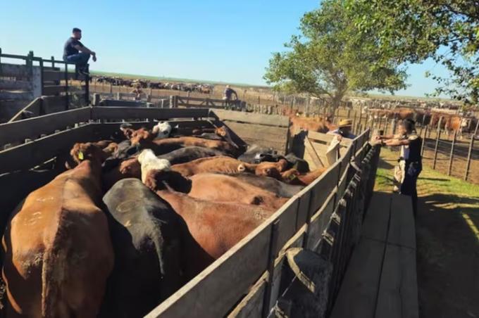 Cheques sin fondos, hacienda en movimiento y un feedlot bajo sospecha: el allanamiento que recuperó ganado por $2000 millones