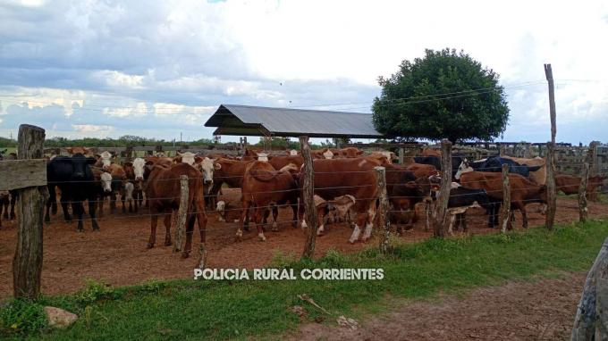 Operativo en Corrientes destapa red de abigeato recuperan más de 250 animales y hay 3 detenidos