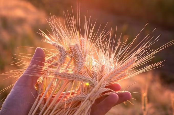 El cultivo que cerró una campaña sólida y aceleró sus exportaciones a nuevos mercados