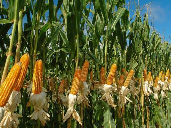 El maíz entra en la recta final de siembra y el clima vuelve a marcar el pulso del cultivo