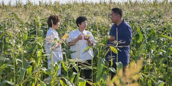 Cosas que pasan en una industria a cielo abierto. Los planes del gobierno chino para autoabastecerse de maíz se complicaron por un golpe climático