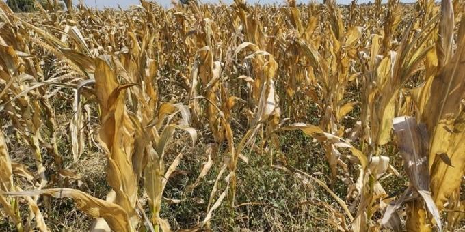 Recalculando. Recién dentro de una semana se proyectan lluvias importantes sobre la región núcleo pampeana