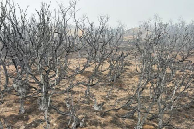 Espectadores de un incendio monumental el fuego en Chubut llegó al campo de un reconocido dirigente rural