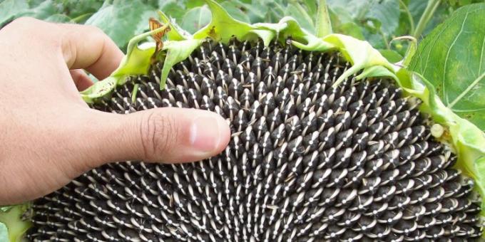 Los embarques argentinos programados de semilla de girasol más que duplican a los de aceite y hasta AGD se subió al negocio