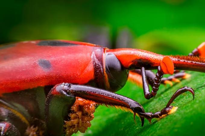 Plaga global declararon la emergencia fitosanitaria por el picudo rojo de las palmeras