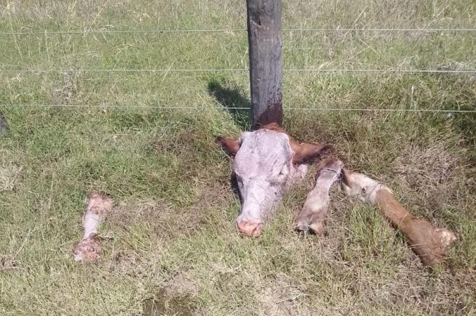 Desprotegido temor por brutales robos de ganado en el sur de Santa Fe