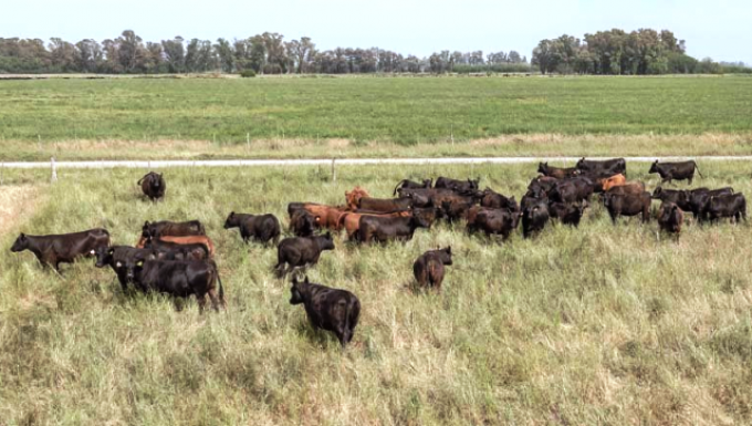 Más de 7 millones de ganado vacuno se encuentran en zonas de riesgo hídrico.