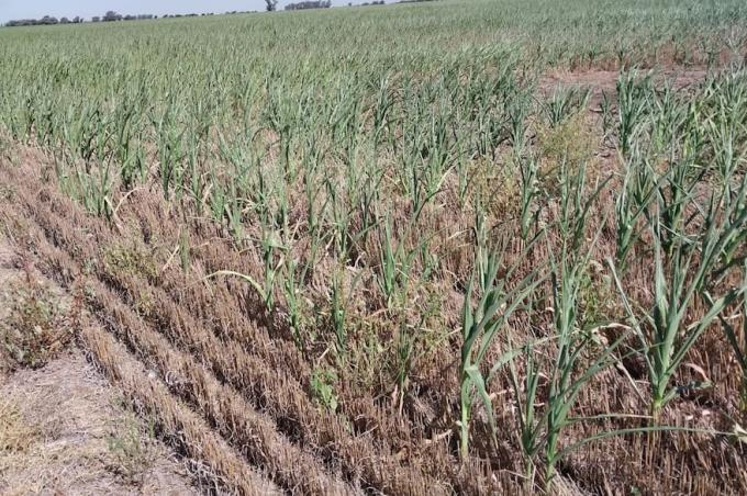 Cosecha: en enero creció un 40% el área con sequía leve en la región central, pero tras las lluvias una entidad sorprendió con una estimación