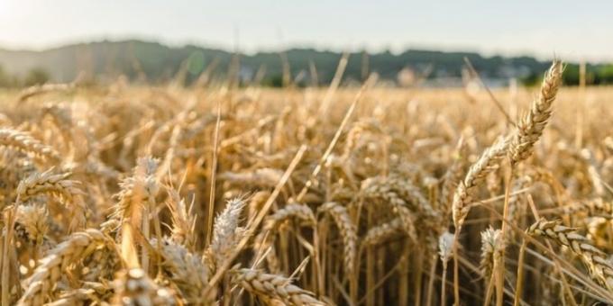 La región Centro de la Argentina es el protagonista principal de la campaña de trigo 2025/26