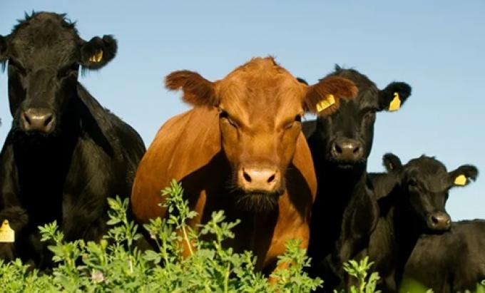 El novillo argentino marca un nuevo récord en dólares y amplía la brecha de precios dentro del Mercosur