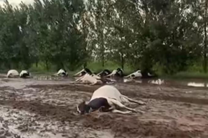 Encuentran decenas de vacas muertas tras una tormenta en Córdoba apuntan a una centella