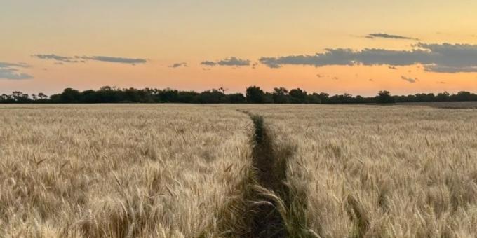 Iniciativa de la Región Centro. Treinta años después, la Argentina vuelve a hablar de segregar los trigos de acuerdo a su calidad