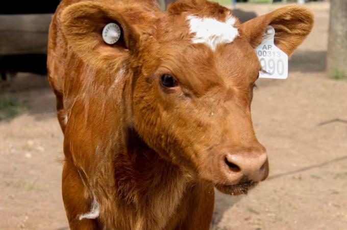 Medida histórica la identificación electrónica obligatoria del ganado generó una explosión de ventas