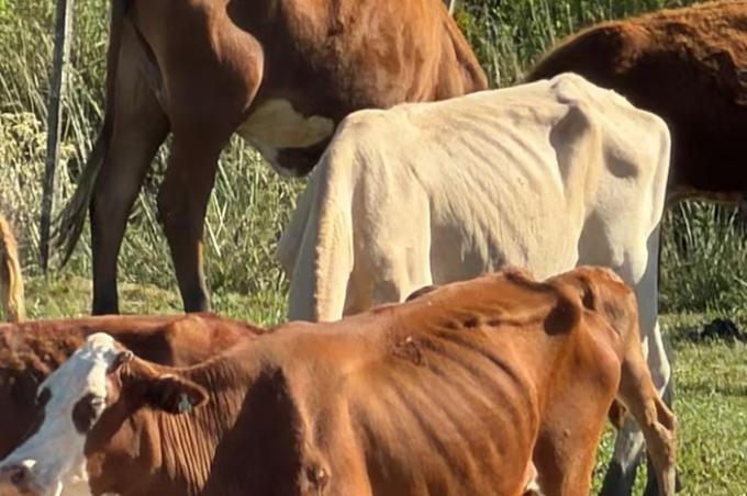 Hay 200 vacunos en riesgo se empezaron a morir por falta de alimento los animales que esperan una definición judicial