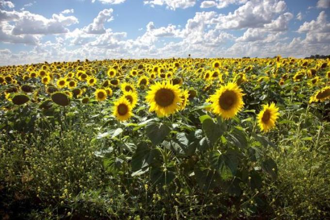 Récord de molienda de girasol en enero de los últimos 13 años