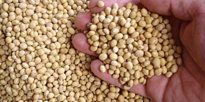 Los precios de la soja llegaron a un nuevo máximo, pero los productores ahora se muestran indiferentes Qué está pasando