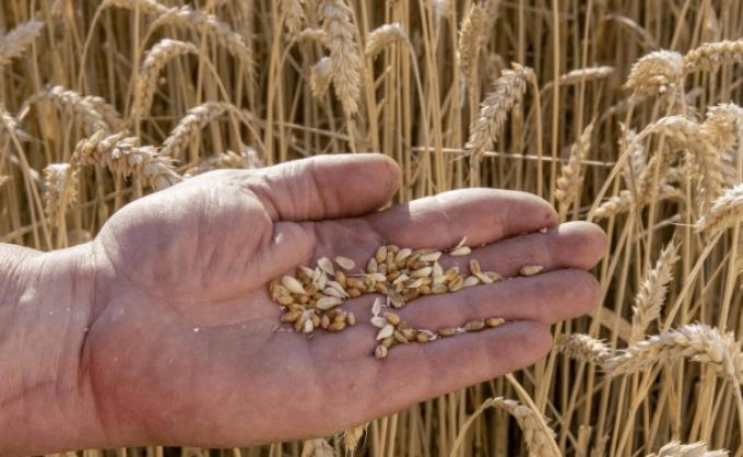 La industria semillera celebró el giro oficial hacia UPOV 91 y habló de “una decisión estructural” para recuperar competitividad