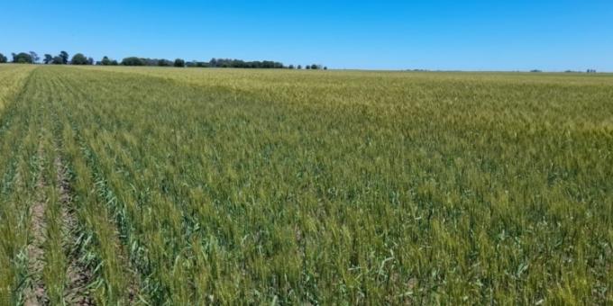 Más fertilizantes, pero suelos más pobres el crecimiento del mercado en 2025 no alcanza para revertir el deterioro