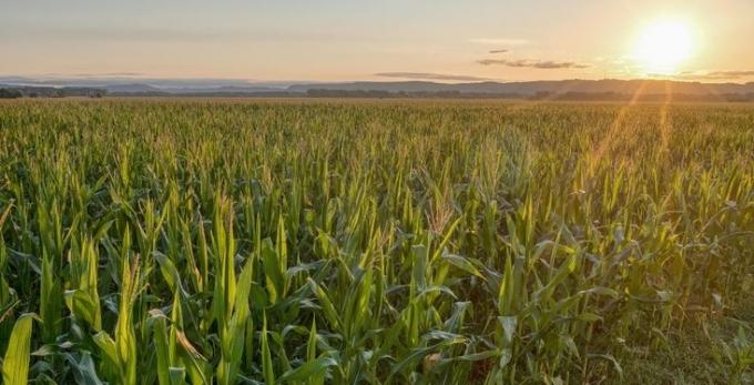 El Producto Bruto del agro en Brasil creció 11,7% en 2025 y fue el motor de la economía del país