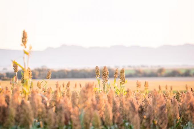 Expoagro 2026 la industria semillera llega con nuevos híbridos, variedades y tecnologías para mejorar el rendimiento