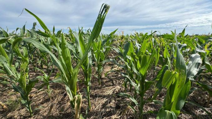 Cogollero se confirma la pérdida de sensibilidad a uno de los insecticidas más usados en maíz y soja.