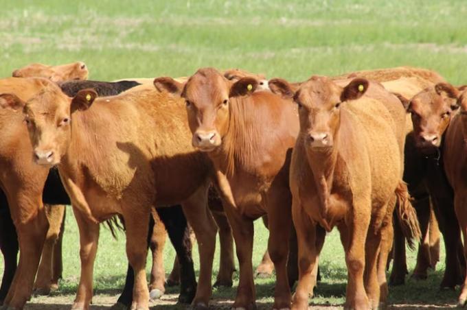 El ternero para invernada llegó a US$4,4 por kilo, el valor más alto de la historia