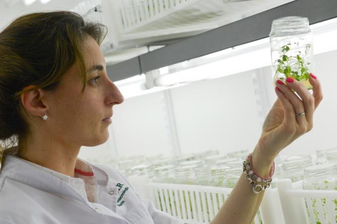 El Gobierno actualizó la normativa sobre organismos genéticamente modificados y busca acelerar la innovación en el agro