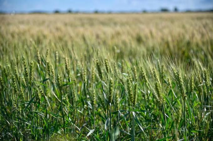 Sigue la recarga de humedad en los suelos, de cara a la siembra de trigo