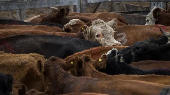 Remates los frigoríficos exportadores le pusieron la lupa al histórico momento de precios