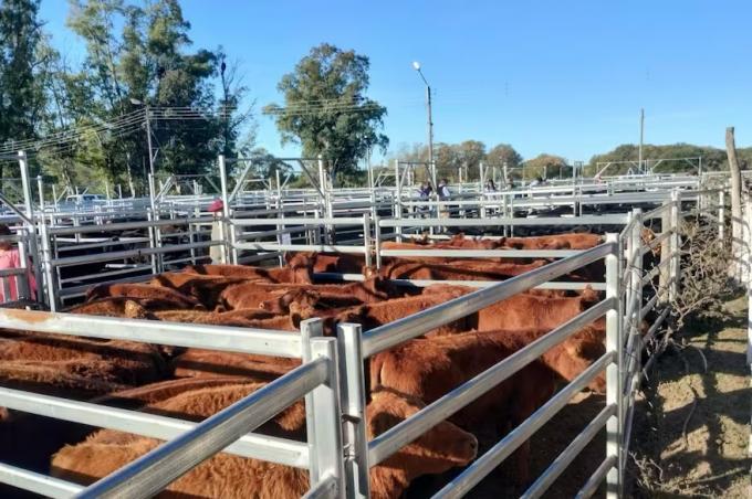 Terneras Angus Certificadas presentaron un programa para jerarquizar la selección y comercialización