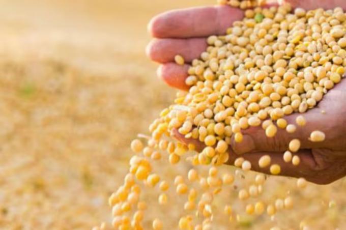 Va a dos velocidades a contramano del mundo, la soja en la Argentina muestra precios estables y un productor que vende con cautela