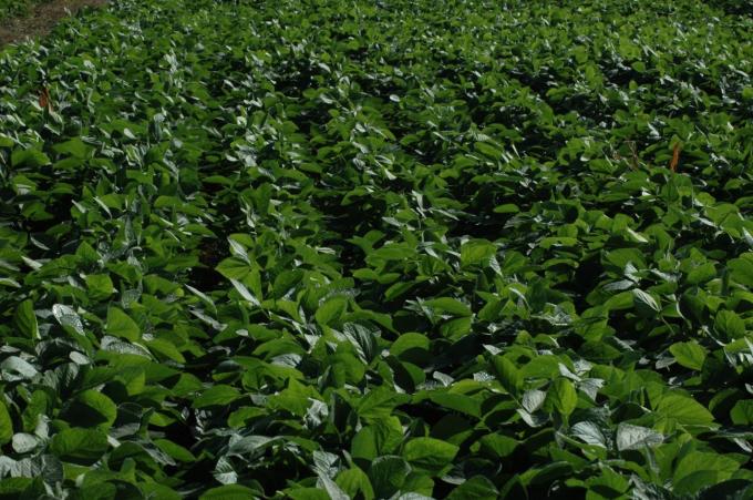 Las lluvias mejoraron el déficit hídrico de las sojas ‘de gran parte de la campaña’