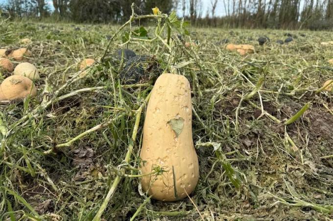 Hizo estragos relevaron pérdidas de hasta el 90% luego de una violenta tormenta de granizo