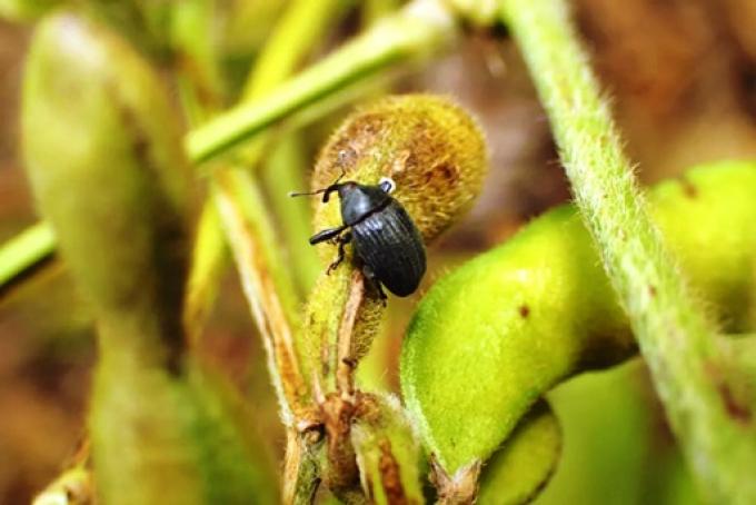 Picudo negro confirman el avance del insecto en cultivos de soja