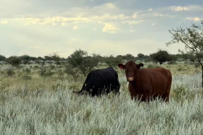 Embriones congelados una provincia que en 2025 marcó hitos con las vacas firmó un ambicioso acuerdo con el Conicet