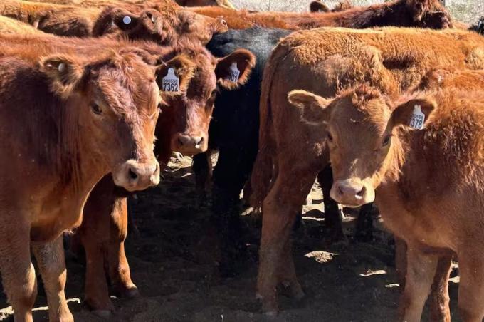 Resultado inédito para el 82% de los empresarios ganaderos es un buen momento para invertir