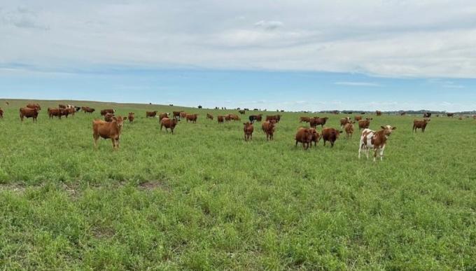 Altos precios de la hacienda y lluvias impulsan la siembra de pasturas en 2026