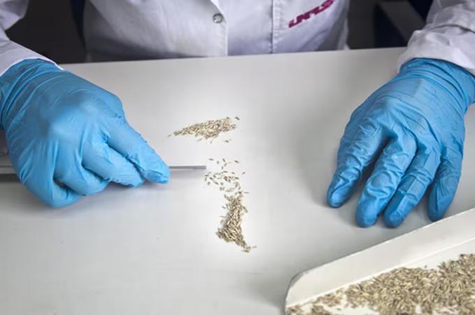 Motosierra el Gobierno avanzó en un organismo de semillas, eliminó direcciones y áreas claves