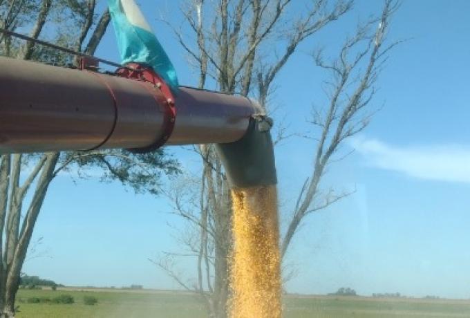 Locura total en el mercado argentino de maíz con embarques récord y precios que siguen dando pelea en plena cosecha