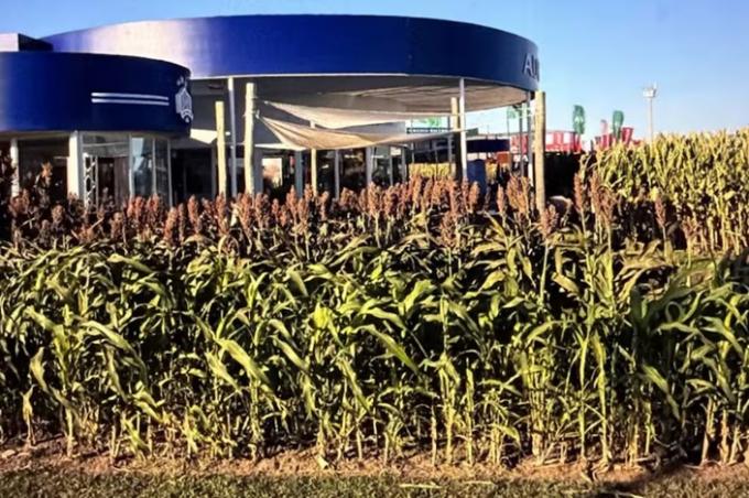 Descubrimiento: encontraron la clave genética para evitar millonarias pérdidas en un importante cultivo