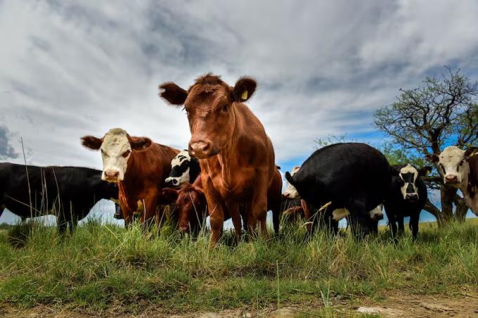 En tiempos de misiones espaciales se alinean los planetas ganaderos