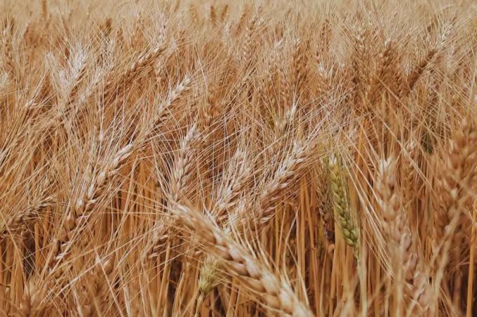 Por los buenos precios a cosecha, recomiendan tomar coberturas para el trigo nuevo