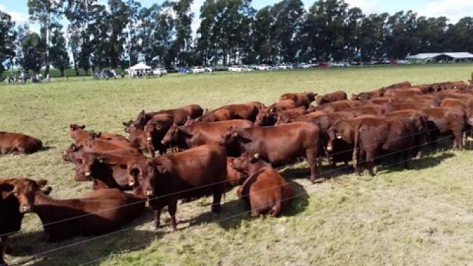 Las Nacionales se viene otra imperdible cita para la ganadería